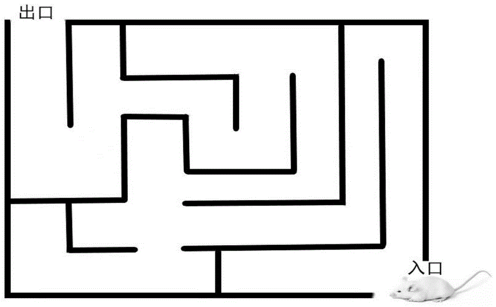 一種黑色食品發(fā)酵型復合小分子肽、口服液及制備方法和應用