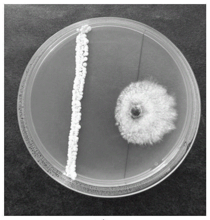一株吸水鏈霉菌及其應用